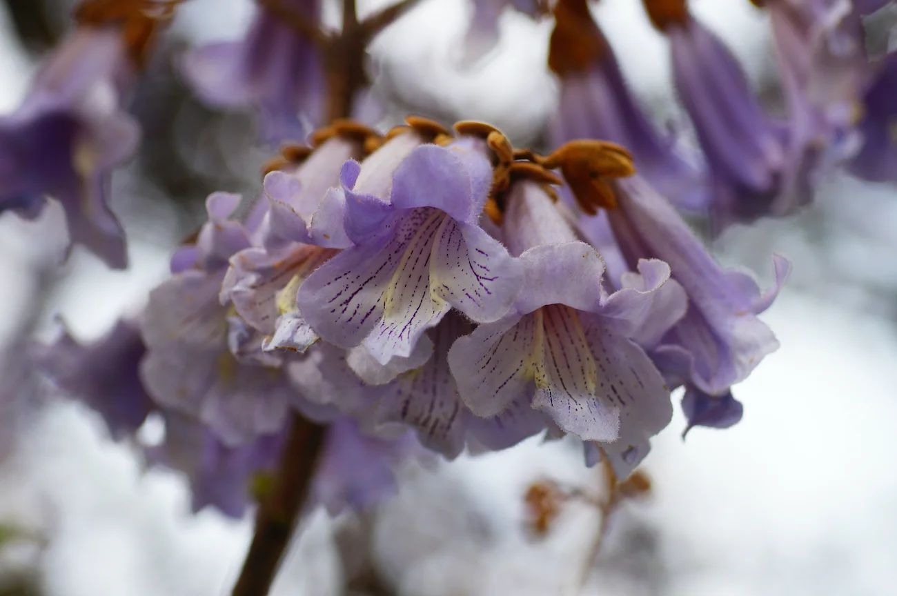 Paulownia Træ: Klimatræ i Haven
