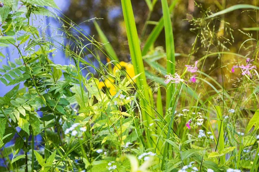 Vilde blomster og græsser i et tæt havehjørne – biodiversitet i haven med forglemmigej og vild vegetation