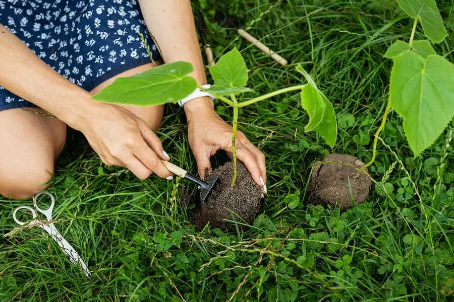 Plantning af ungt Paulownia kejsertræ med store grønne blade i dansk have